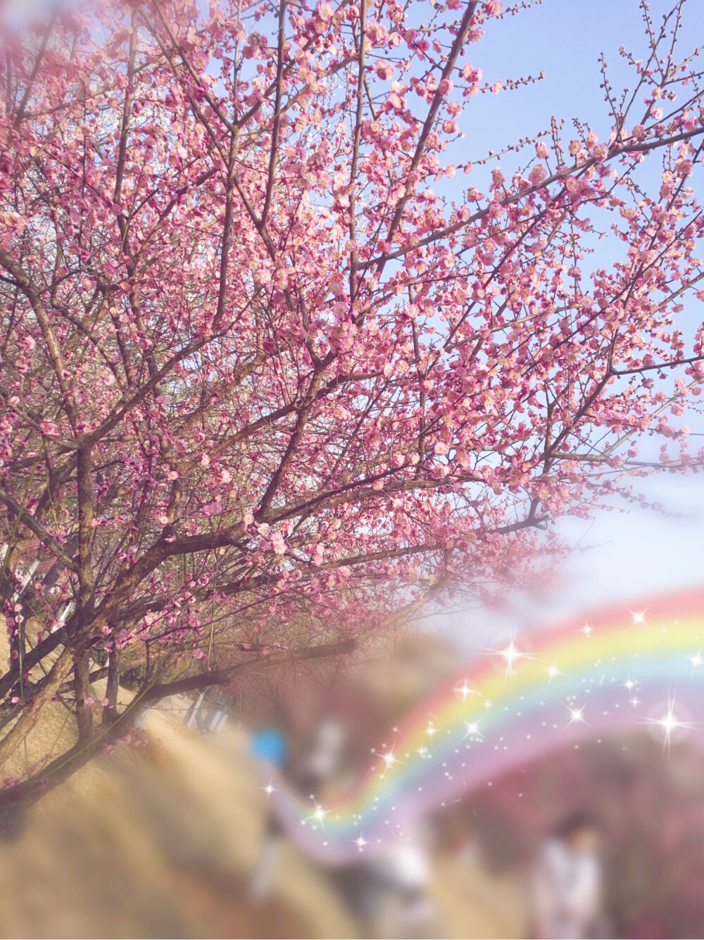 梅花 春天 太阳太远了