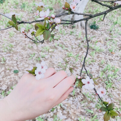 spring