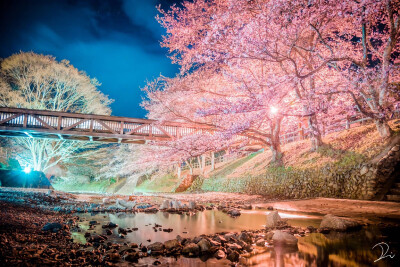 夜桜