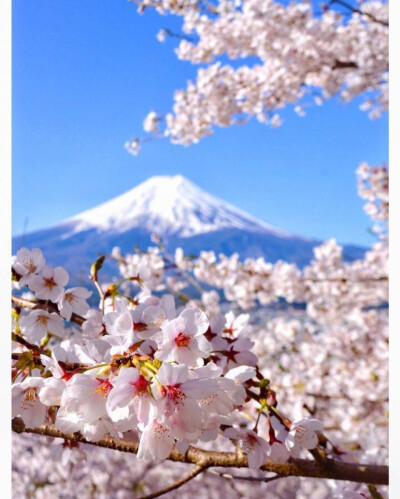 富士山下