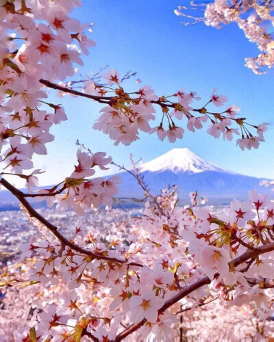 富士山下