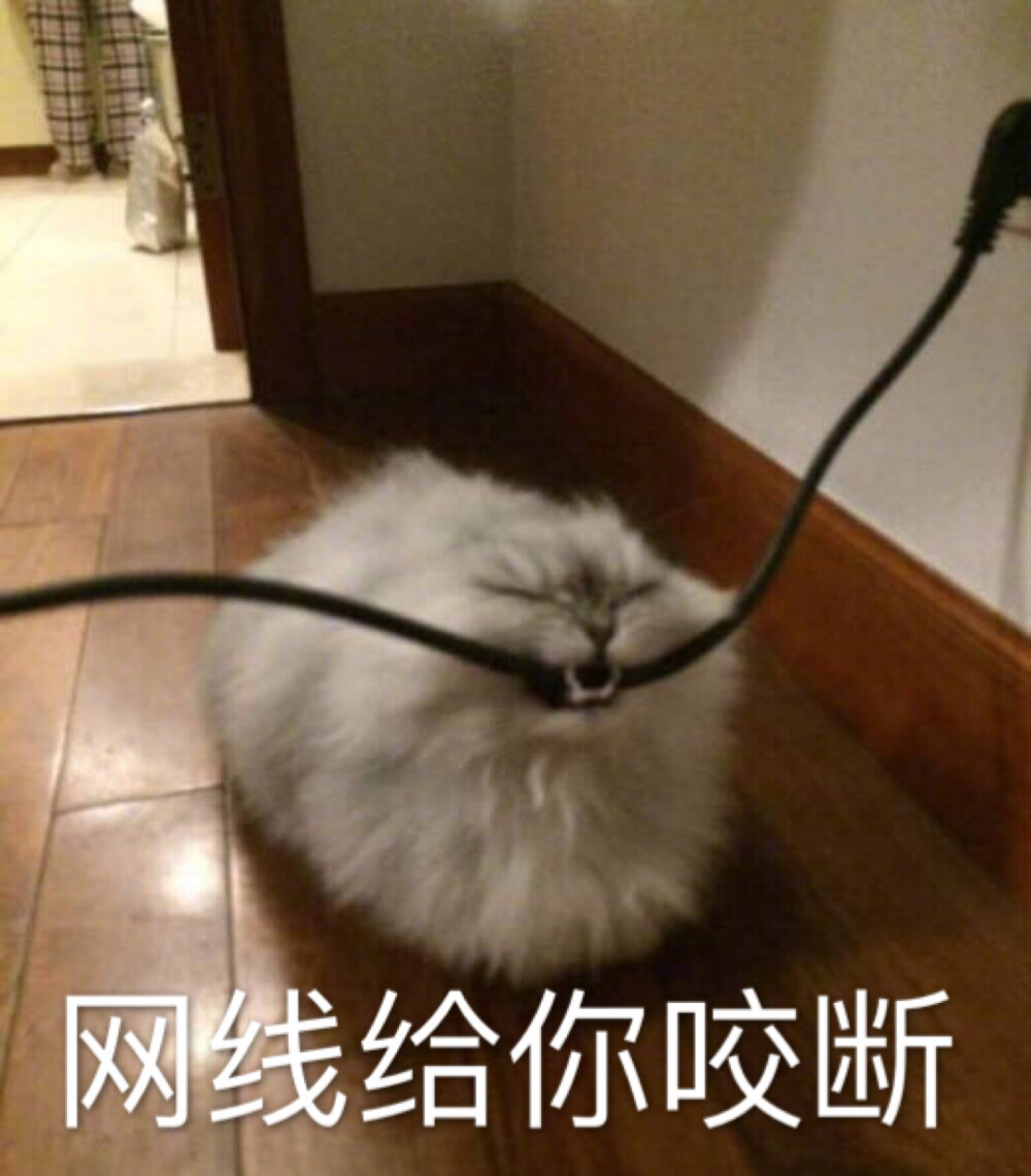 猫表情包网线给你咬断