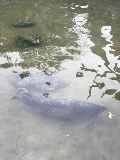 济南 趵突泉