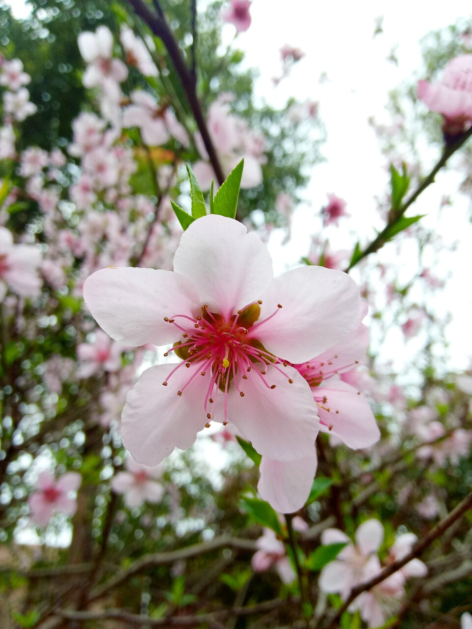 桃花 邻居门前的桃花