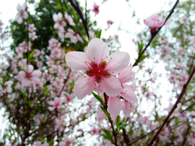 桃花 邻居门前的桃花