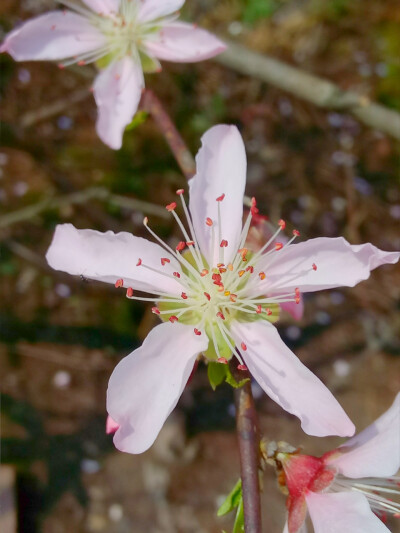 桃花 邻居门前的桃花