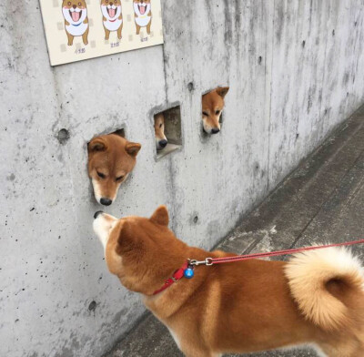 犬
犬
犬
