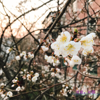 2018.03.13
青城山里暖风醉，
年年桃花如旧日。
独酌自问何时见，
故人无信未归期。
今年我还在猜你什么时候回来呢ヾ(??▽?)ノ