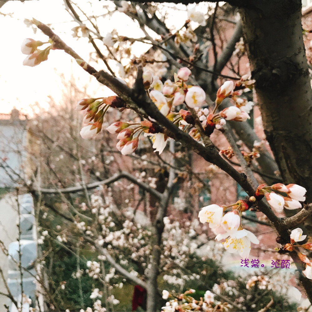 2018.03.13
青城山里暖风醉，
年年桃花如旧日。
独酌自问何时见，
故人无信未归期。
颜沁《归期》