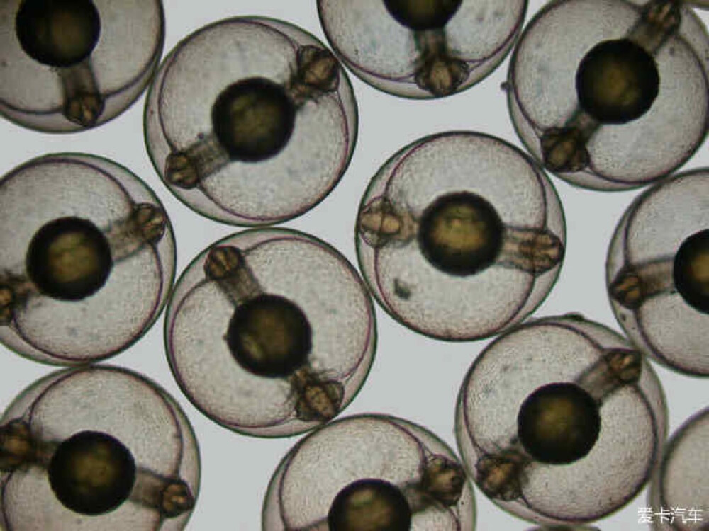 《正在发育的海乌鱼胚胎（40x）》，Hannah Sheppard-Brennand，澳大利亚