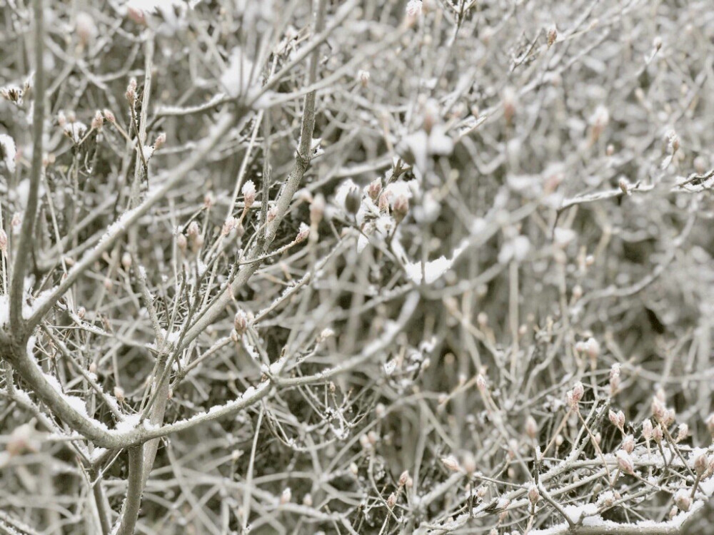 180315 Twitter rm 更新: i see…
又是一年冰雪消融 万物复苏时