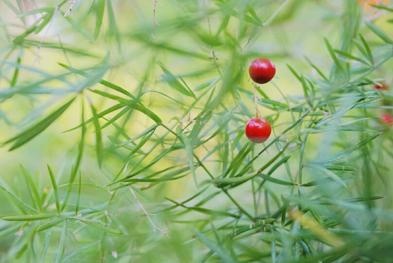 茶亭 夏