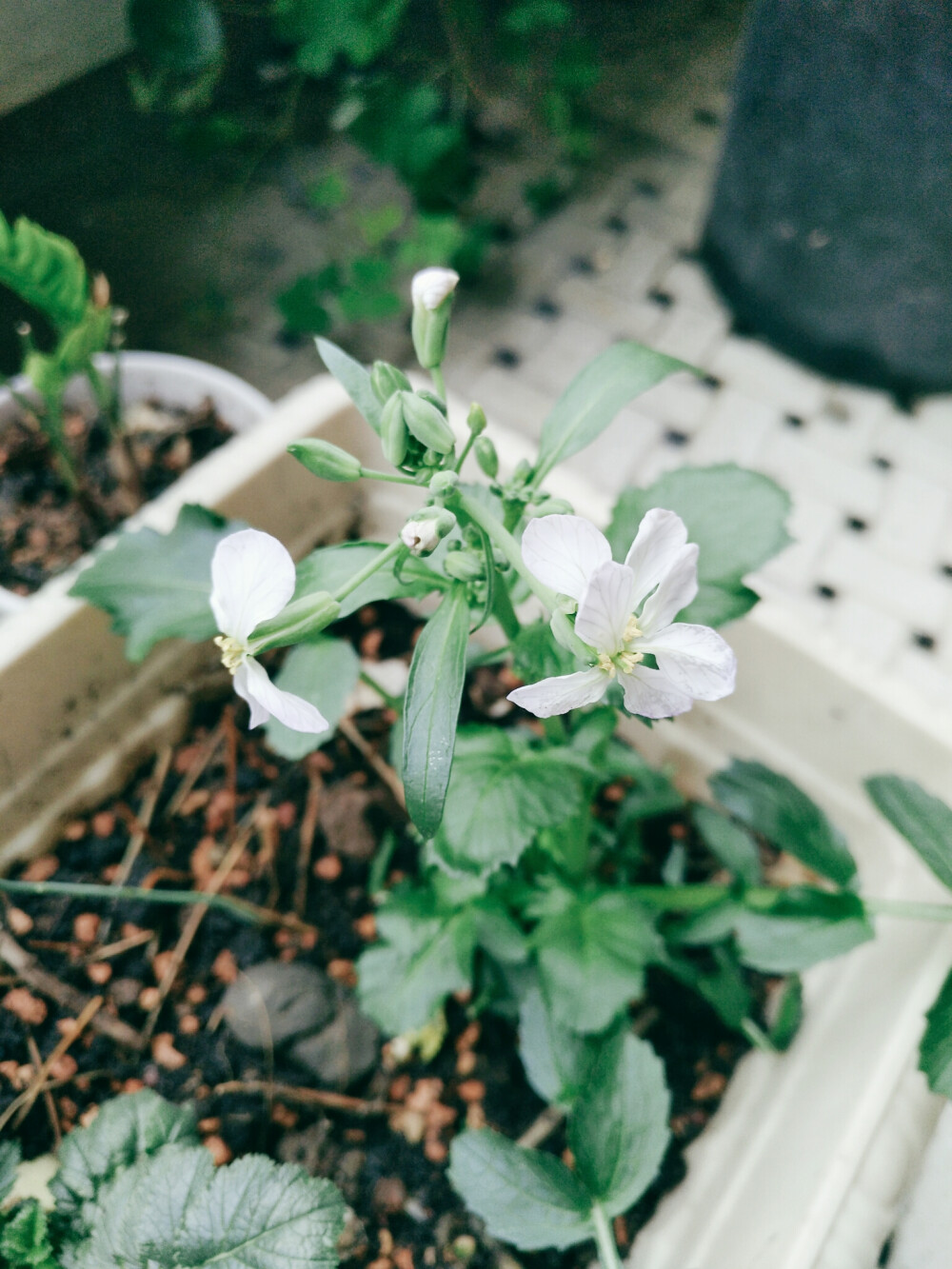 penny 开花了 青萝卜