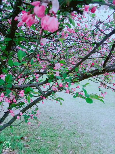 人面桃花相映红