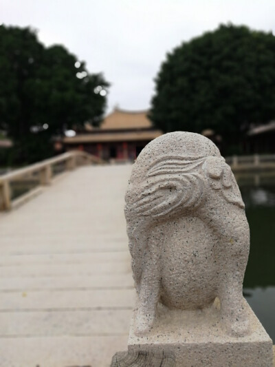 文庙 清净寺 刺桐红