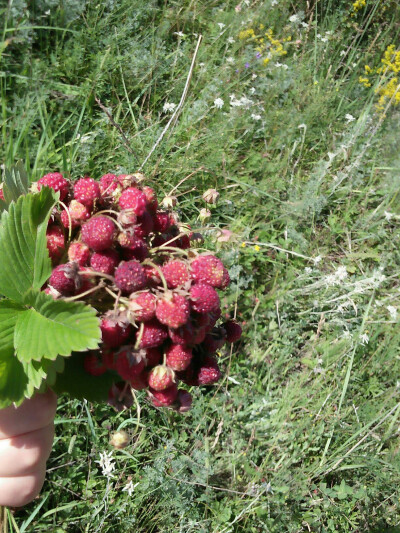 野草莓
见过吗？