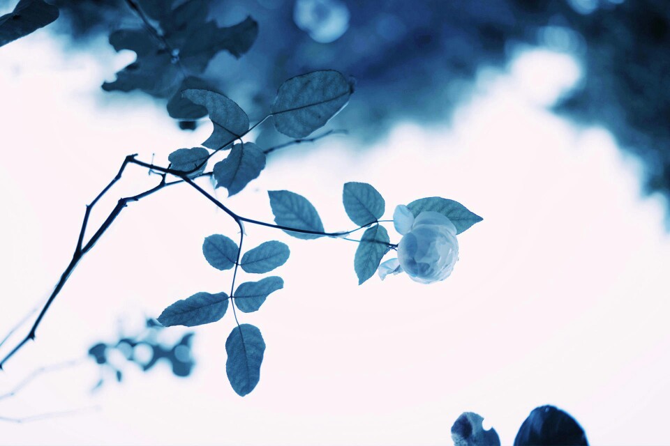 绿色/蓝色叶子
高清壁纸