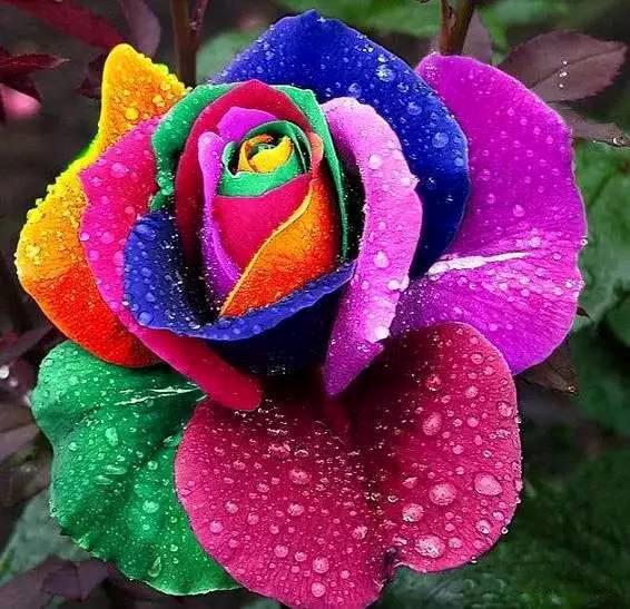 花美图