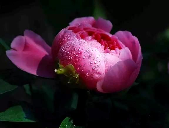 花美图