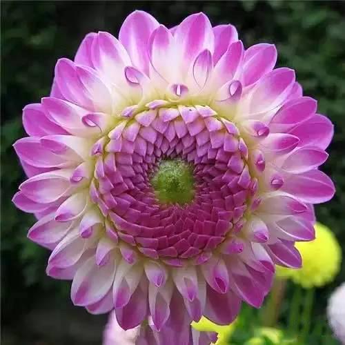 花美图