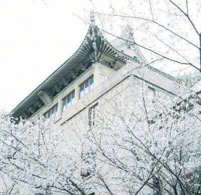 武汉大学樱花