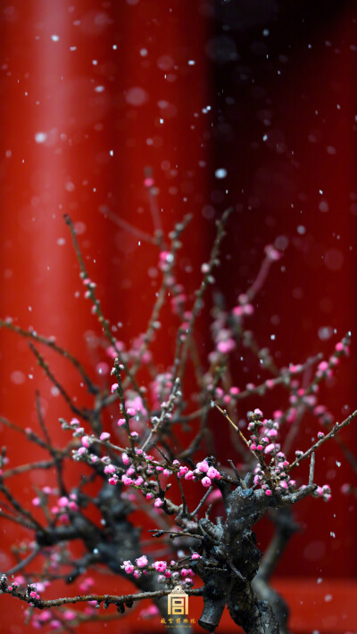 紫禁城【戊戌•春雪•腊梅】“暗想玉容何所似，一枝春雪冻梅花，满身香雾簇朝霞” 照片取自@故宫博物院