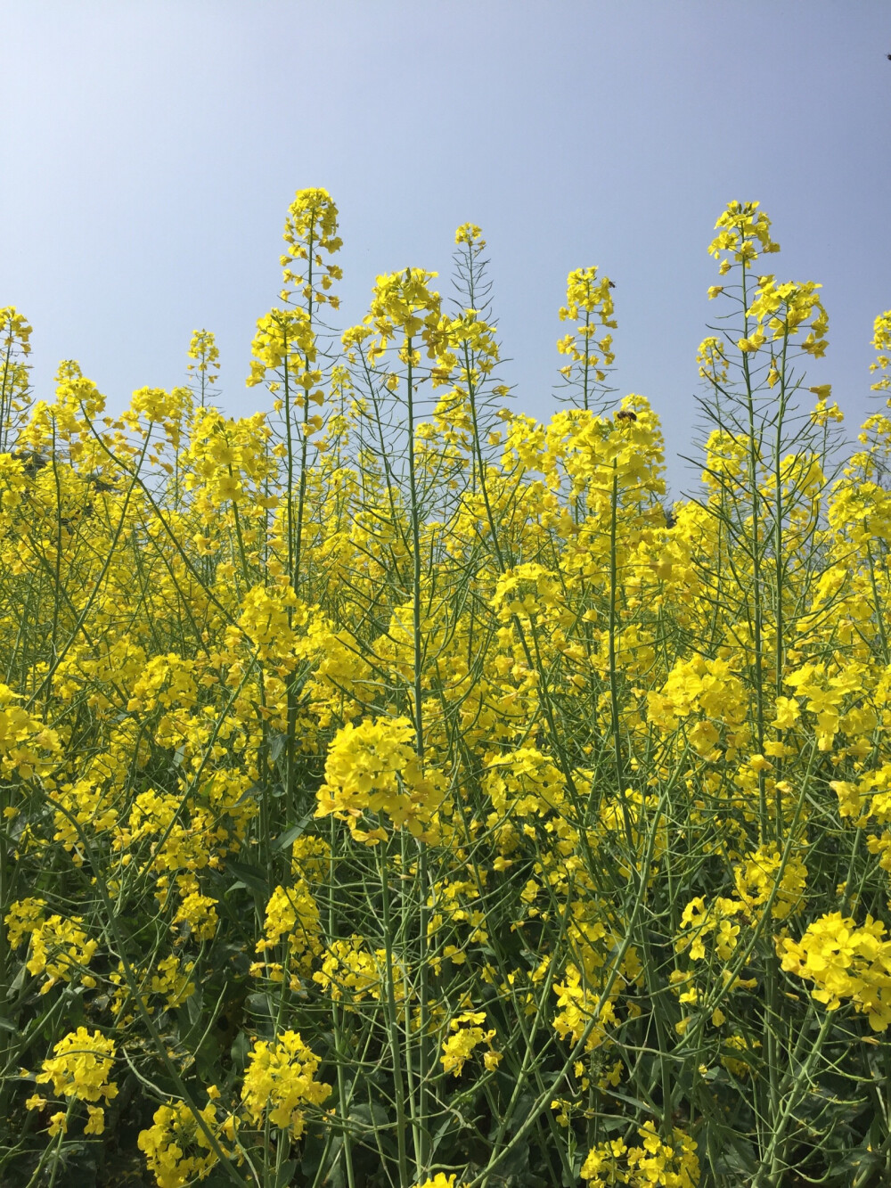 油菜花