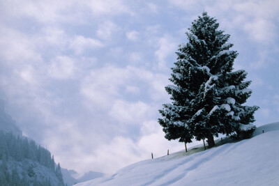 雪松