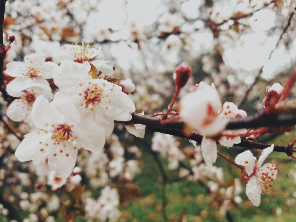 雨花臺(tái)