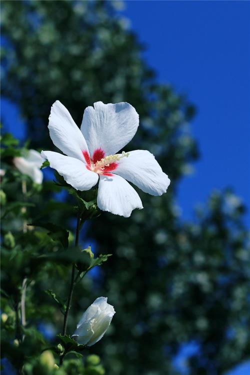 木槿花