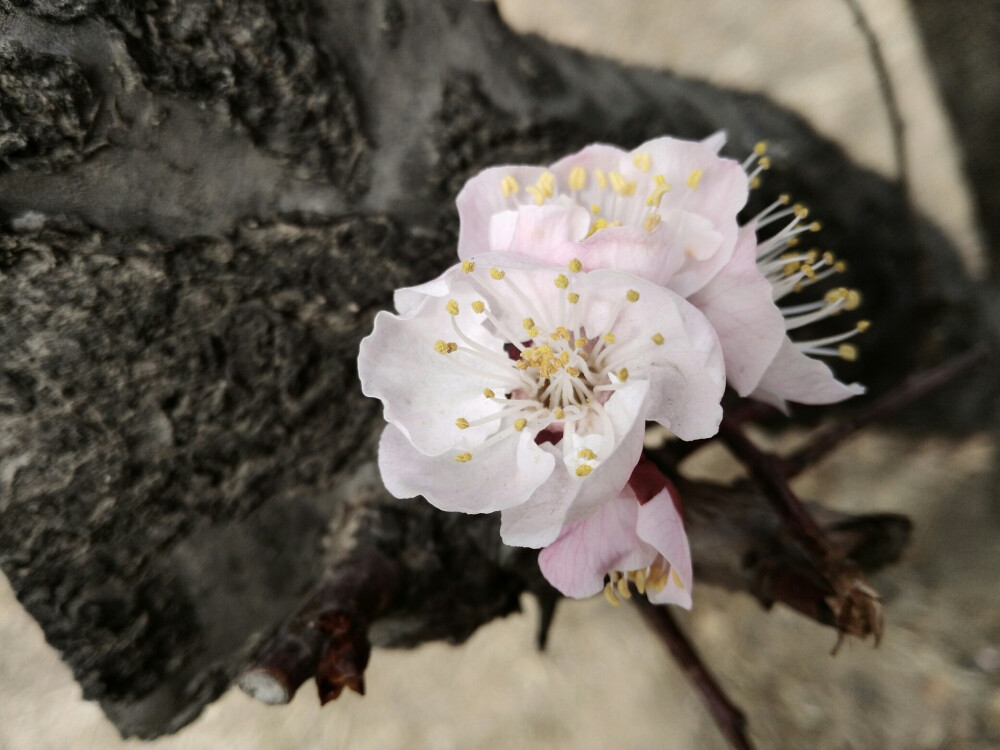 花事未了