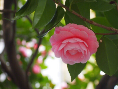 岛国花匠们培育的“乙女山茶”，花如其名，娉娉婷婷，姿态万千