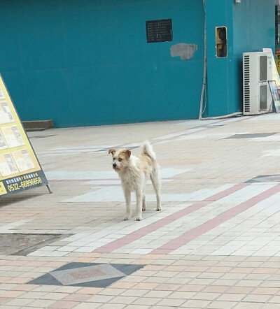 小流浪橘子皮