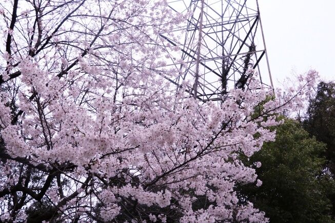 武汉大学 樱花大道