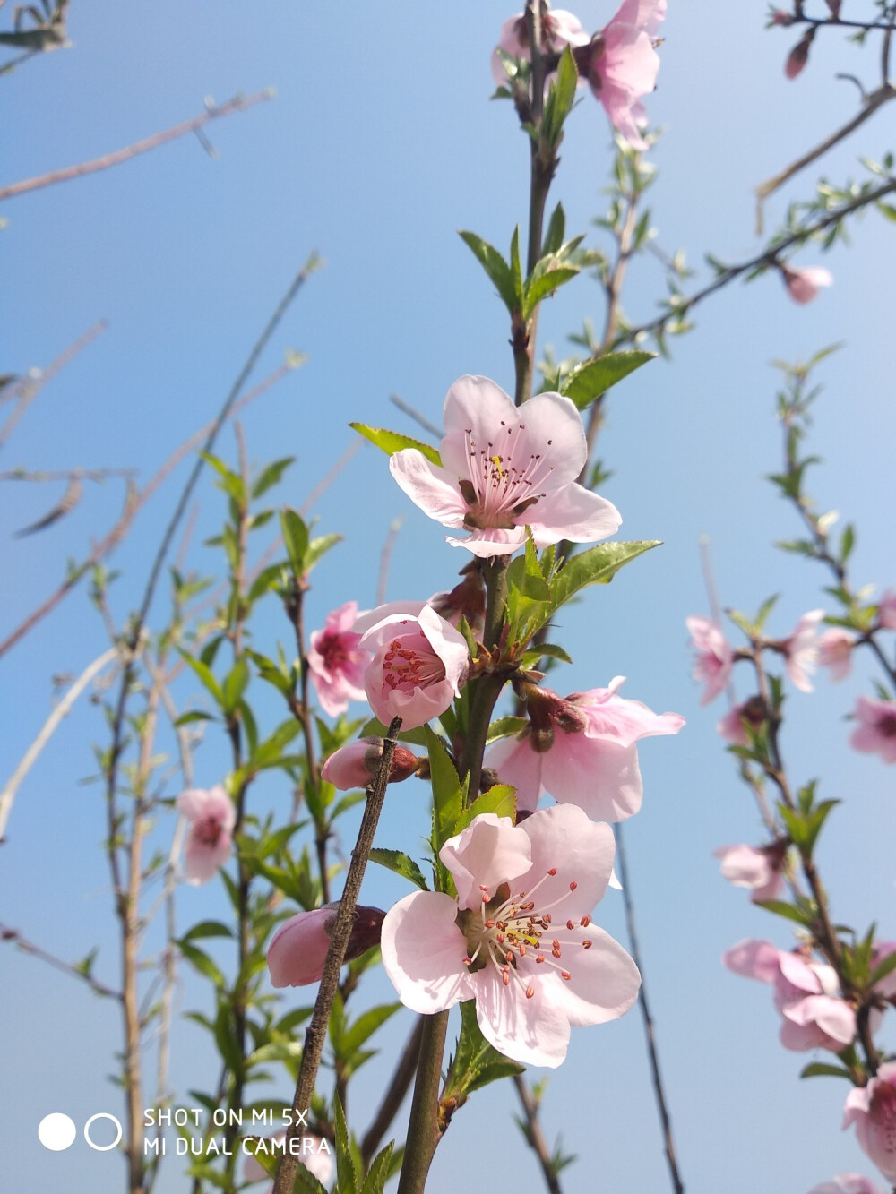 桃花朵朵开