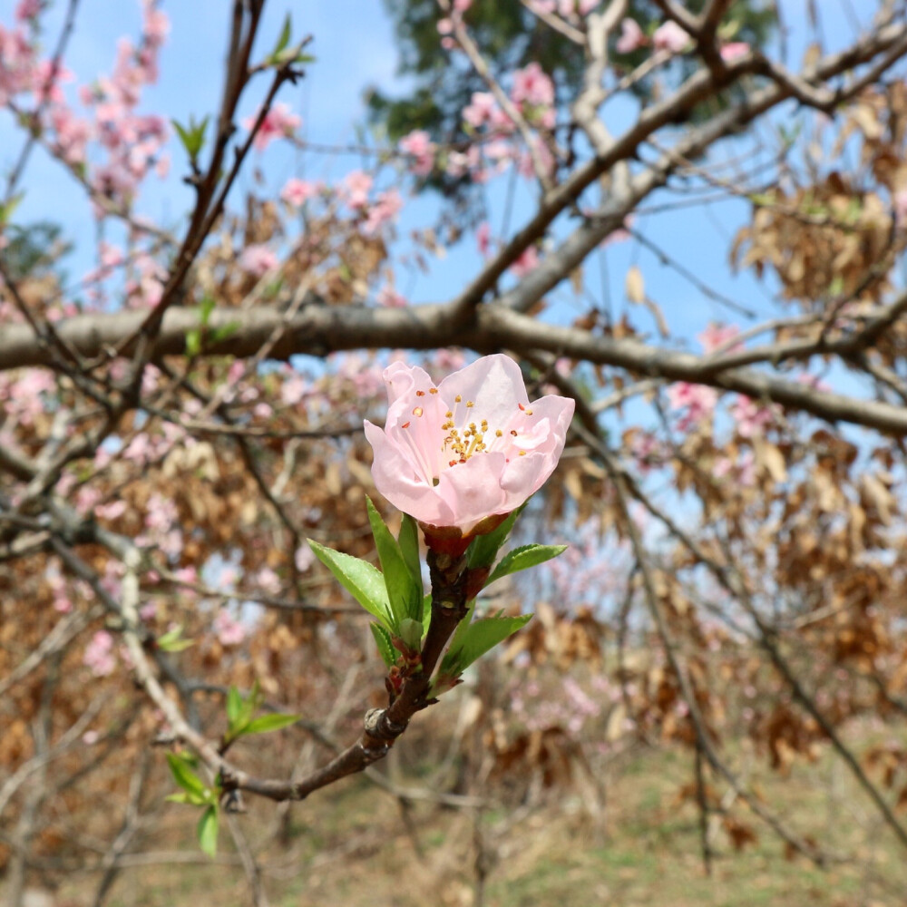 春光好