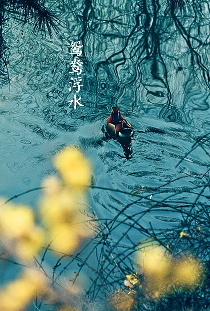 【中国节气：春分】春山浅黛，雷乃发声。柳岸风斜，鸳鸯浮水。画梁新燕，玉树春韶。青梅如豆，酿酒莳趣，深房贪枕。汉董仲舒《春秋繁露·阴阳出入上下篇》云：至于中春之月，阳在正东，阴在正西，谓之春分。春分者，阴阳相半也，故昼夜均而寒暑平。