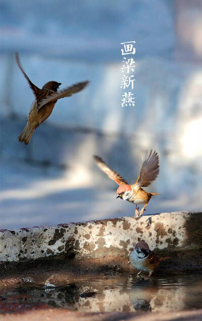 【中国节气：春分】春山浅黛，雷乃发声。柳岸风斜，鸳鸯浮水。画梁新燕，玉树春韶。青梅如豆，酿酒莳趣，深房贪枕。汉董仲舒《春秋繁露·阴阳出入上下篇》云：至于中春之月，阳在正东，阴在正西，谓之春分。春分者，…