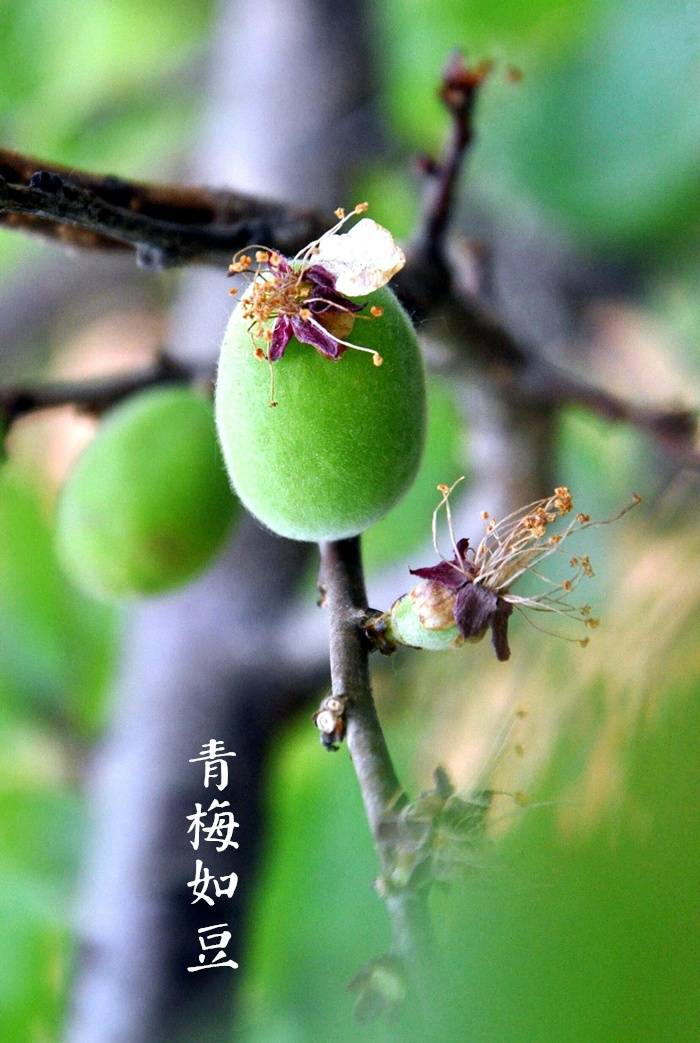 【中国节气：春分】春山浅黛，雷乃发声。柳岸风斜，鸳鸯浮水。画梁新燕，玉树春韶。青梅如豆，酿酒莳趣，深房贪枕。汉董仲舒《春秋繁露·阴阳出入上下篇》云：至于中春之月，阳在正东，阴在正西，谓之春分。春分者，阴阳相半也，故昼夜均而寒暑平。