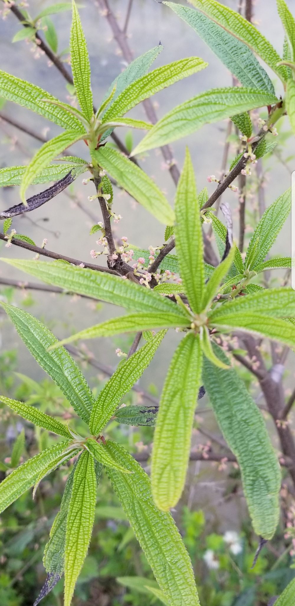 花花草草