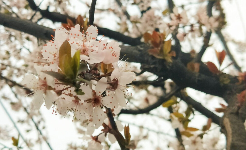 SAKURA