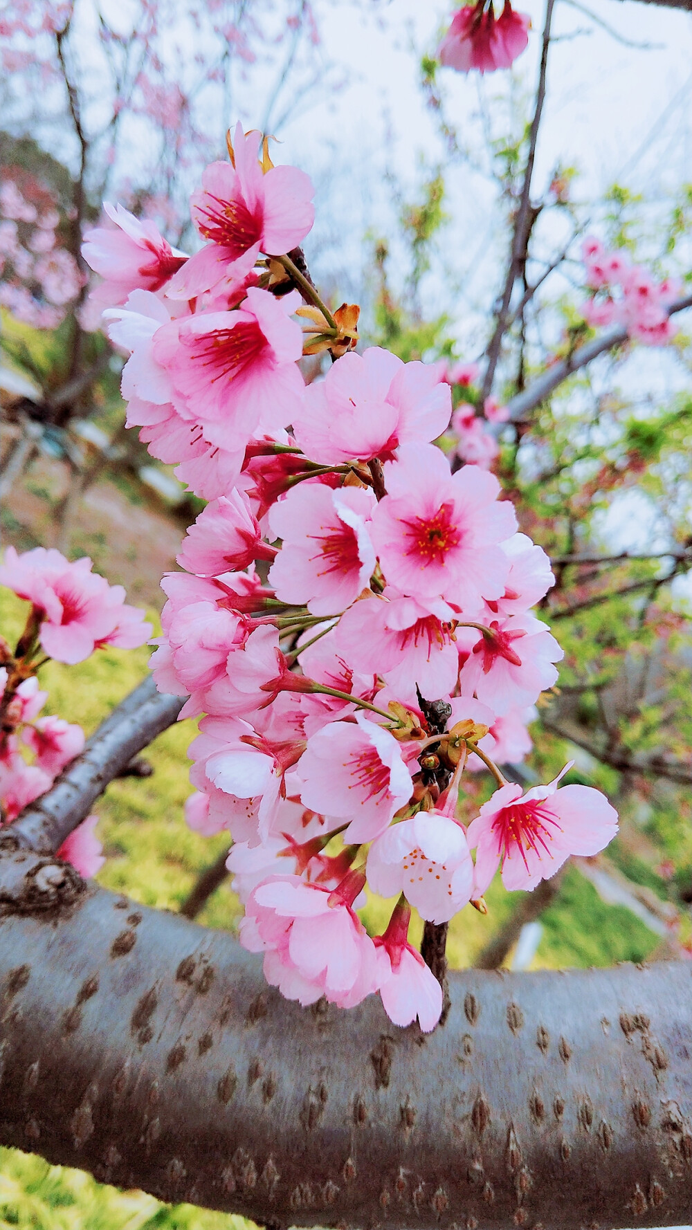 SAKURA