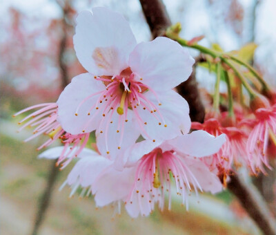 SAKURA