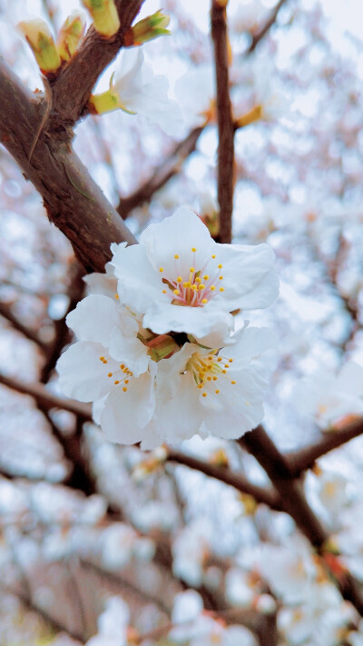 SAKURA