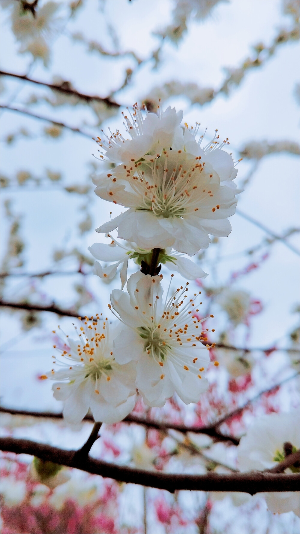 SAKURA