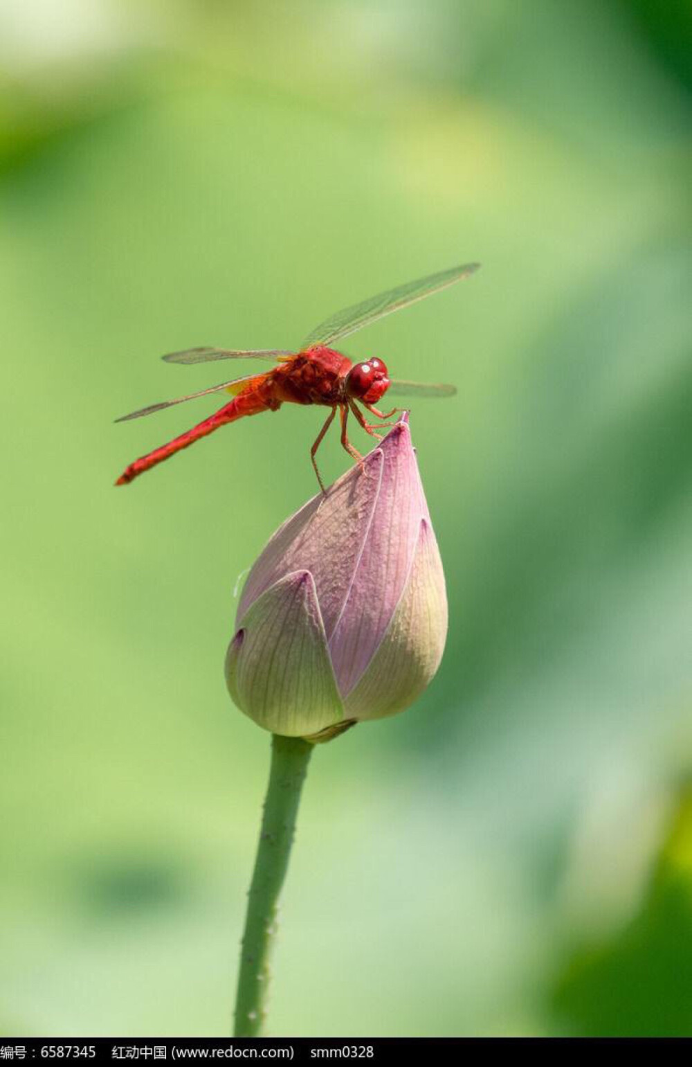 荷花蜻蜓