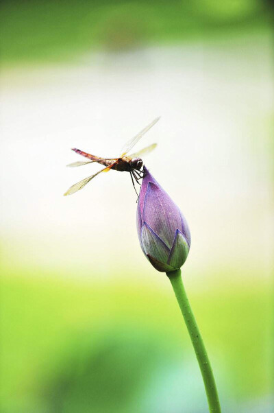 荷花蜻蜓