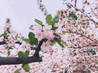 Yao 主题摄影☔︎生活 / flower ❀