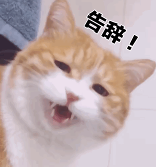 猫猫