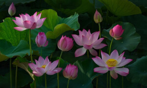 荷花
